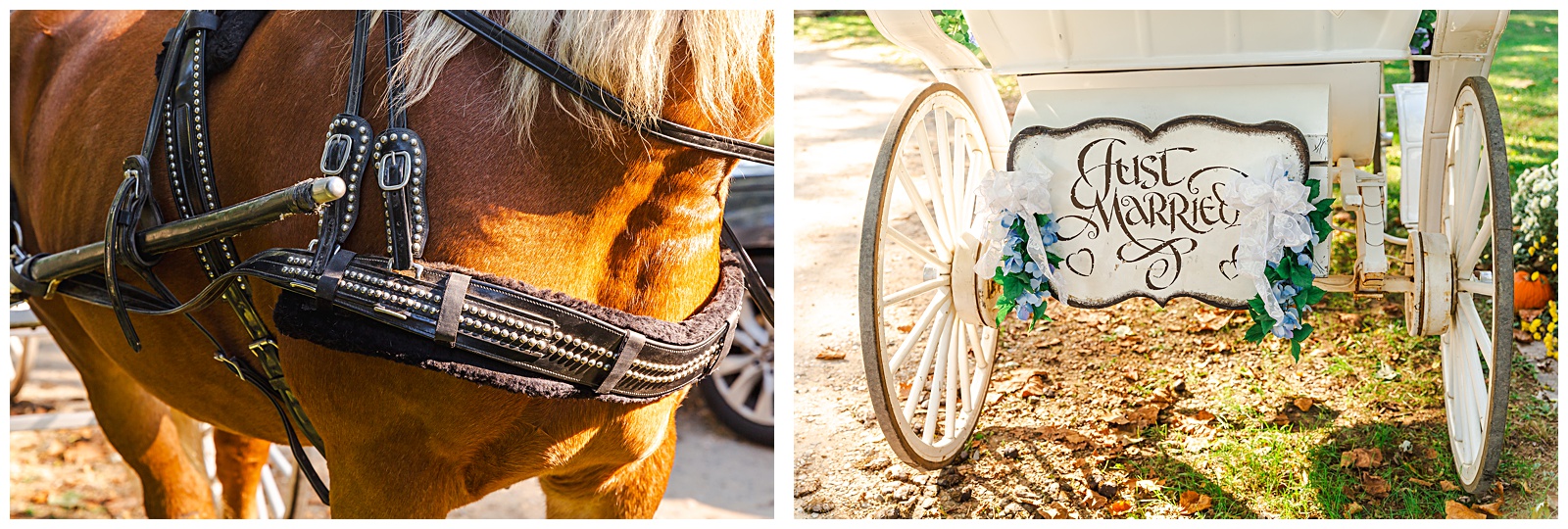 detail shots of horse and carriage